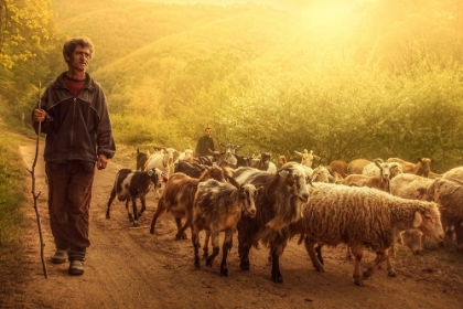 Picture of SHEPHERD