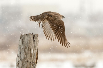 Picture of FLIGHT AGAINST THE SNOWSTORM