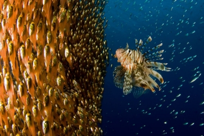 Picture of LION FISH STARING AT ITS LUNCH