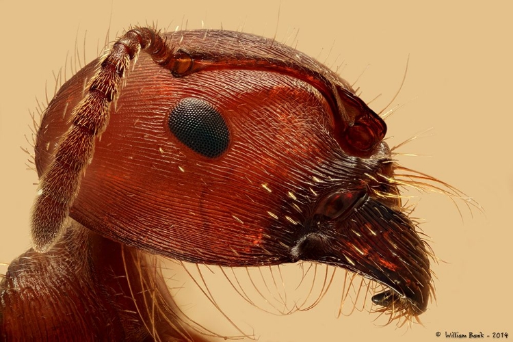 Picture of RED ANT PORTRAIT