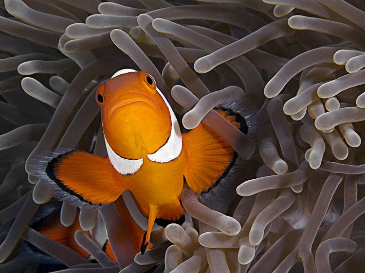 Picture of ANEMONEFISH