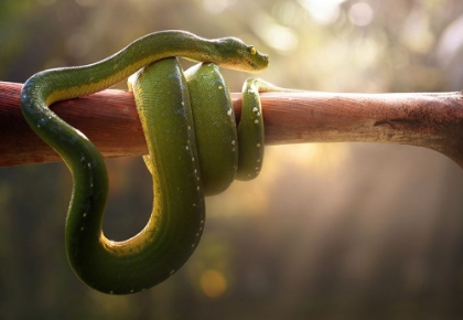 Picture of TREE SNAKE