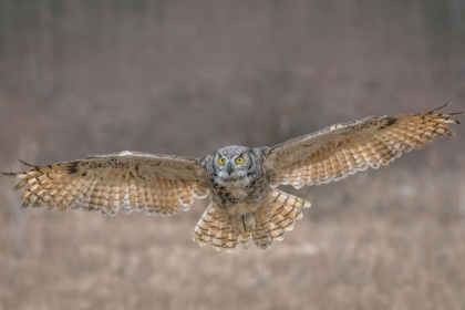 Picture of GHO IN FLIGHT