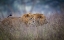 Picture of LIONS COMING THROUGH THE HEATHER