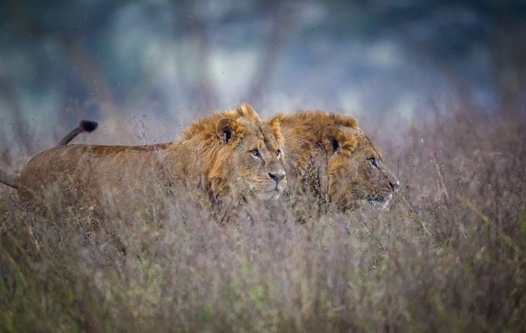 Picture of LIONS COMING THROUGH THE HEATHER