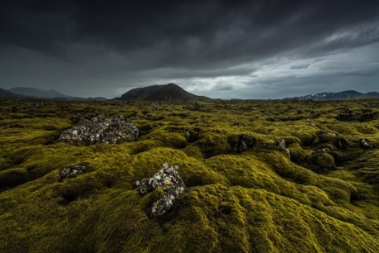 Picture of GREEN CARPET