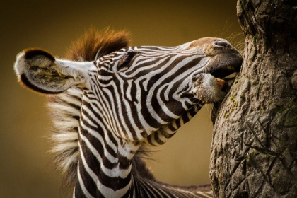 Picture of ZEBRA