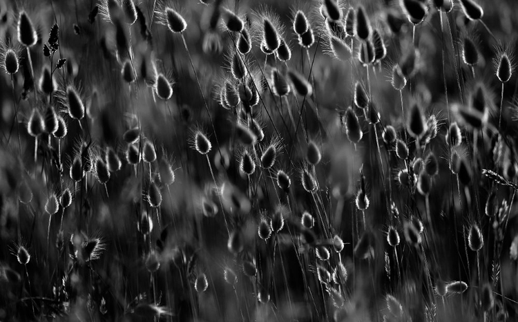 Picture of JUST AS DROPS OF LIGHT