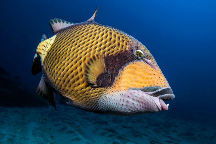 Picture of TRIGGERFISH