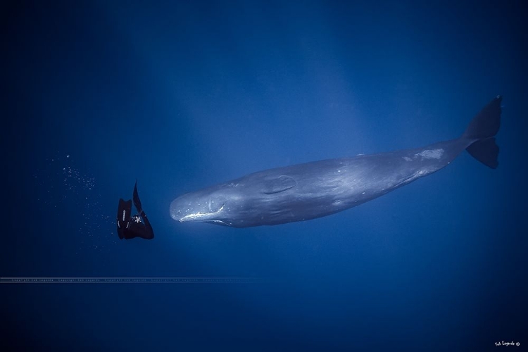 Picture of ENCOUNTER WITH SPERM WHALES.