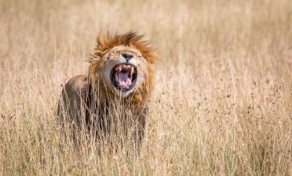 Picture of MALE LION SCENTING A FEMALE