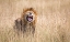 Picture of MALE LION SCENTING A FEMALE