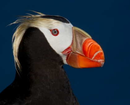 Picture of TUFTED PUFFIN