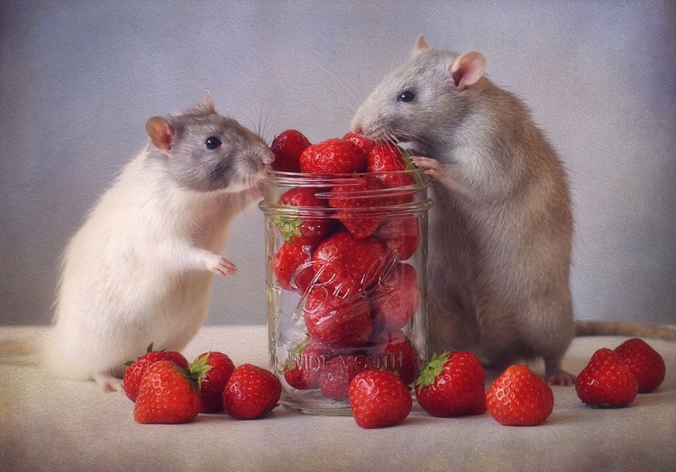 Picture of STRAWBERRIES