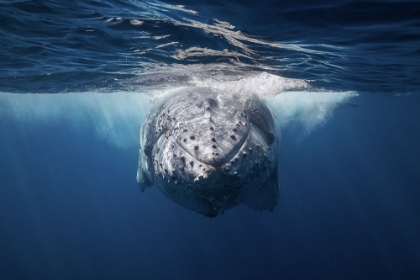 Picture of FACE TO FACE WITH HUMPBACK WHALE