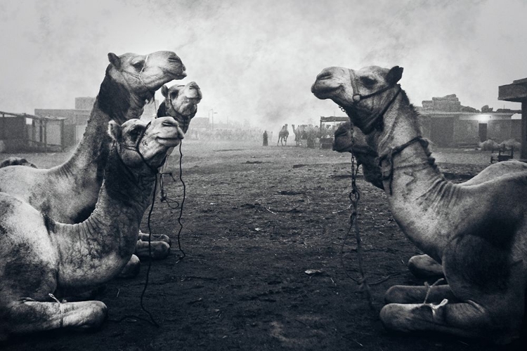 Picture of THE SHEPHERD OF CAMEL MARKET