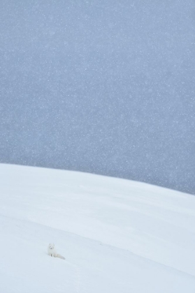 Picture of SNOWY ARCTIC FOX IN SVALBARD