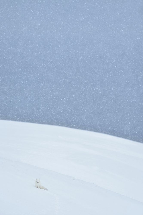 Picture of SNOWY ARCTIC FOX IN SVALBARD