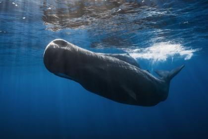 Picture of SPERM WHALE