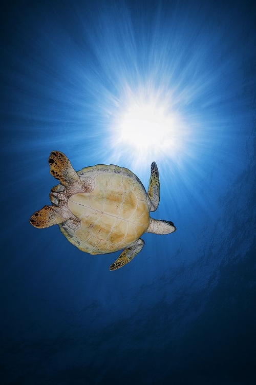 Picture of GREEN TURTLE