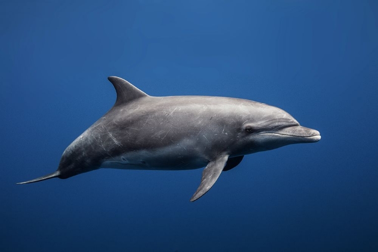 Picture of DOLPHIN