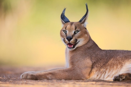 Picture of CARACAL