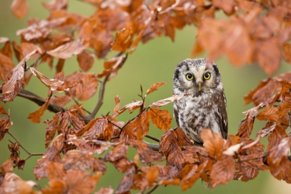 Picture of BOREAL OWL