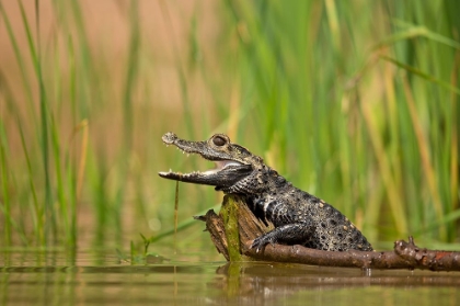 Picture of DWARF CROCODILE