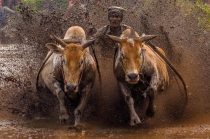 Picture of THE RACING COWS