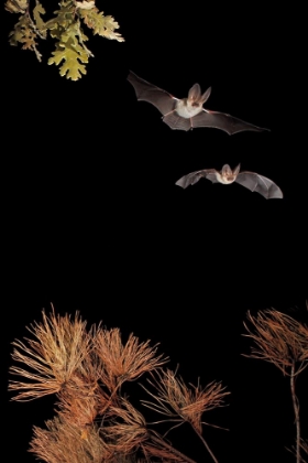 Picture of BATS AND HALLOWEEN