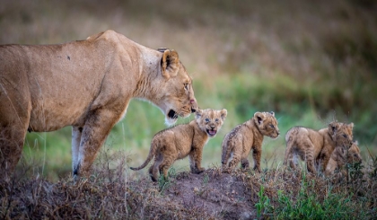 Picture of WHEN ARE WE STOPPING FOR DINNER?