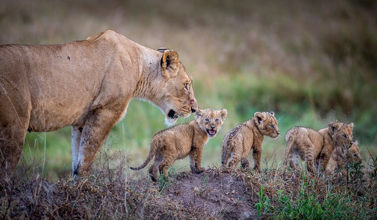 Picture of WHEN ARE WE STOPPING FOR DINNER?