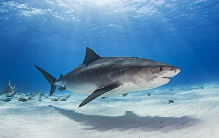 Picture of NOTCH - THE TIGER SHARK