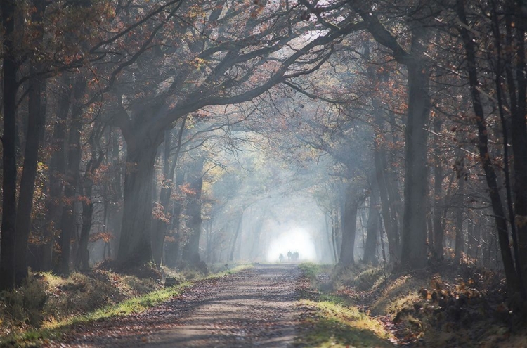 Picture of AUTOMNE FOREST