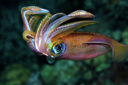 Picture of SQUID