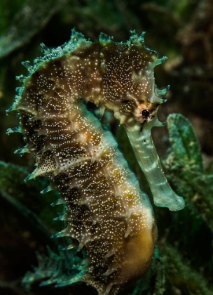 Picture of SPINY SEAHORSE