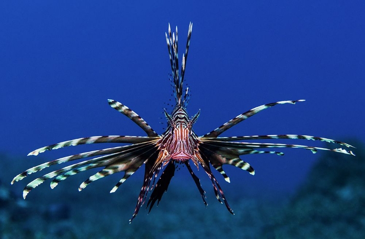 Picture of LIONFISH