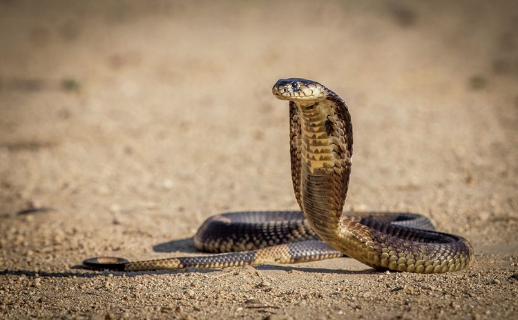 Picture of SPITTING COBRA IN STRIKE POSE.