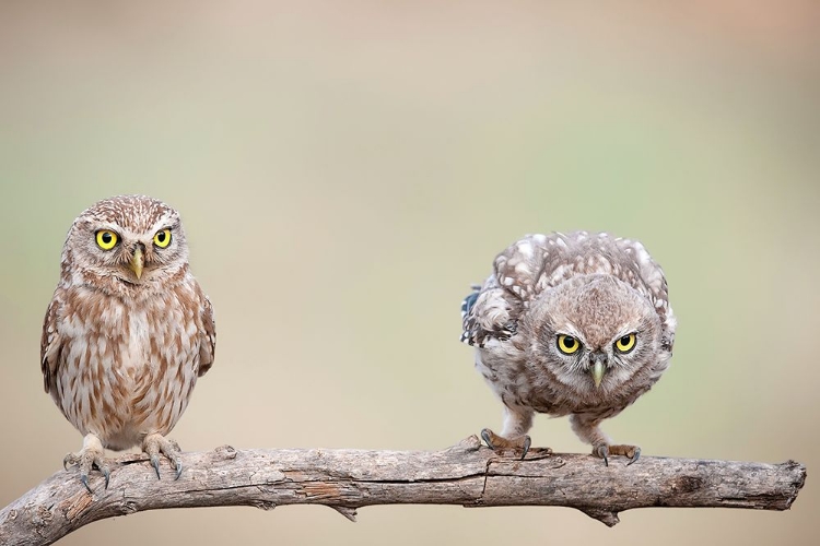 Picture of CURIOSITY OF CHICK