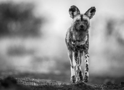 Picture of MONOCHROME WILD DOG