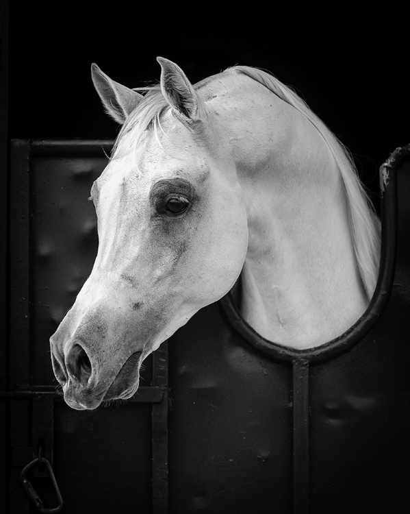 Picture of ARABIAN HORSE