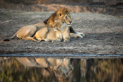 Picture of LION ISLAND