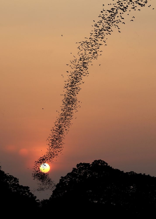 Picture of BAT SWARM AT SUNSET