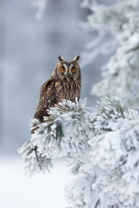 Picture of LONG-EARED OWL