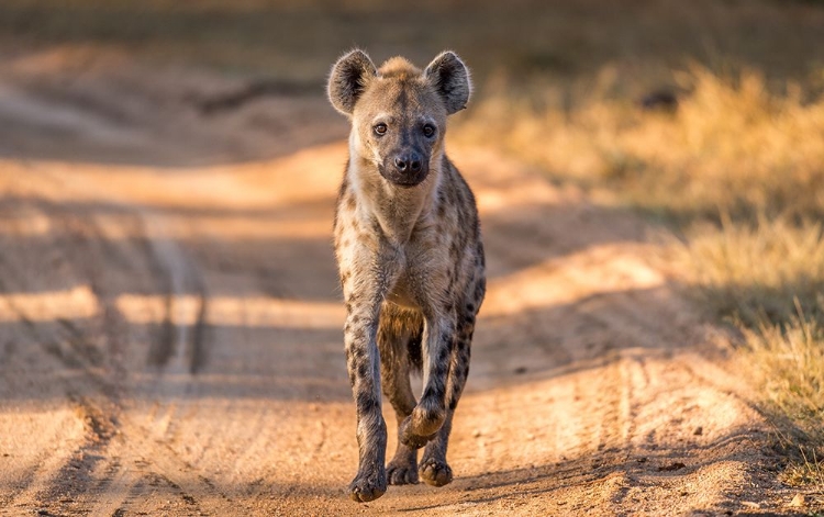 Picture of HYENAS CAN BE BEAUTIFUL - SORT OF.