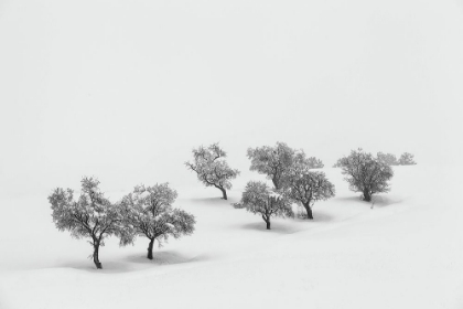 Picture of WHITE CARPET