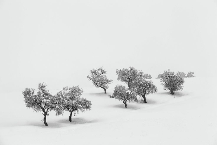 Picture of WHITE CARPET