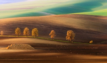 Picture of MORAVIAN TREES