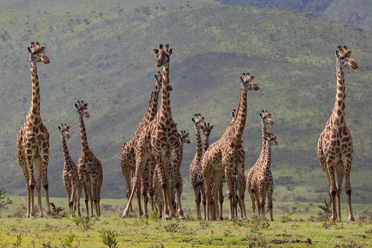 Picture of GIRAFF FAMILY