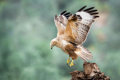 Picture of BUTEO RUFINUS